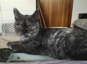 BKH Katze  (Weiblich) 1 jährig 
