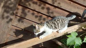 Süßer Kater sucht ein liebevolles Zuhause 