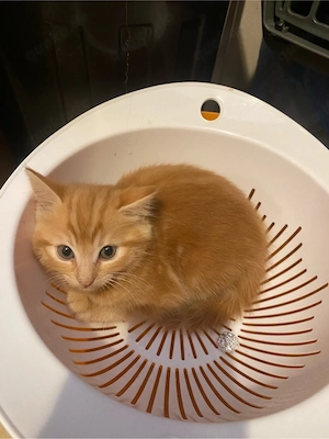 Bengal Siam Mix Kitten 