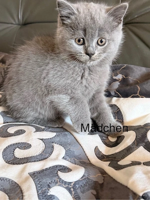 Reinrassige BKH-Kitten - kleine Traumkätzchen suchen ihr Zuhause