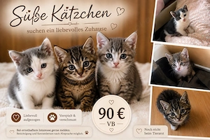    Süße Katzenbabys suchen liebevolles Zuhause   