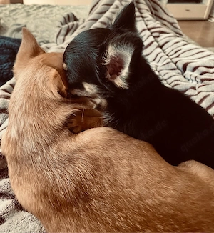 Zwei kleine liebe Chihuahuas suchen ihr Für-immer-Zuhause   