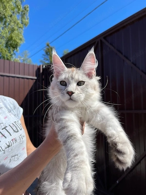 Wunderschöne reinrassige Maine Coon Kitten