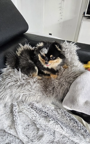 Merle Pomeranian  Weibchen Reinrassig