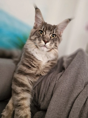Wunderschöner Maine Coon Kater sucht sein Traumzuhause! Bild 2