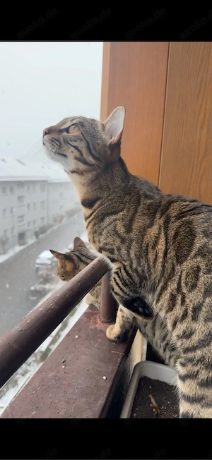 Zwei Bengal-Mix-Katzen suchen ein Zuhause 