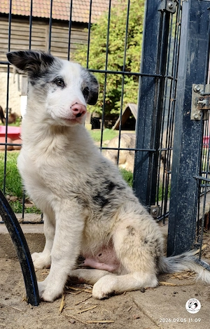 Noch 2 Border Collie Welpen 
