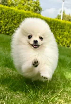 Pomeranian Zwergspitz Rüden Welpe