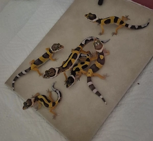 leopardgeckos Nachzchten von 2026 