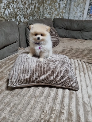 Pomeranian Welpe weiblich 