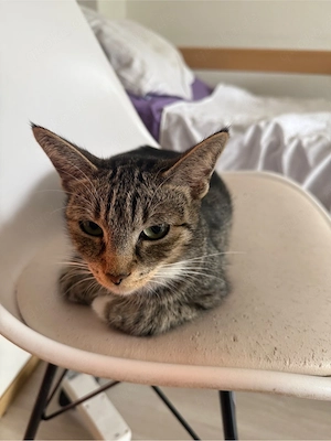 Luna sucht ein Zuhause