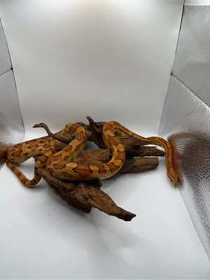 Pantherophis guttatus Okeetee