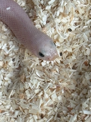 Heterodon Nasicus Hakennasennatter Lucy