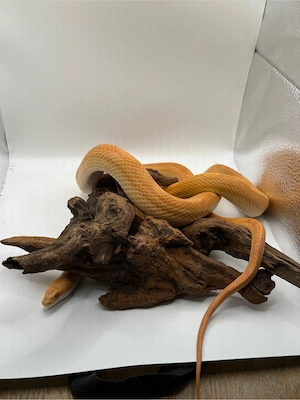 Pantherophis guttatus Amel