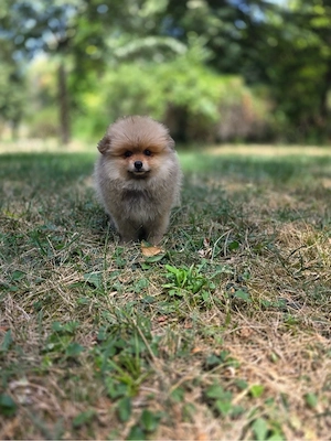 Pomeranian Welpe Rüde 