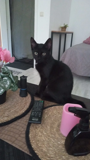 Kleiner Kater jung sucht Zuhause für immer 