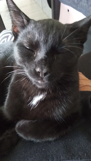 Kleiner Kater jung sucht Zuhause für immer 
