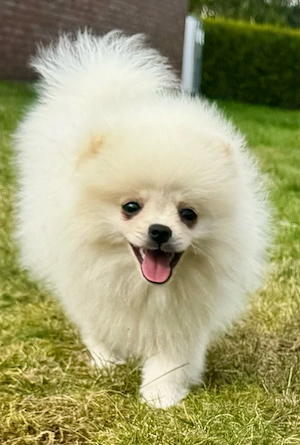 Zwei zuckersüße Pomeranian Zwergspitz Welpen (4 Monate) suchen ihr Traumzuhause!