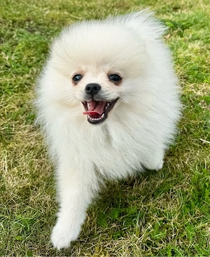 Pomeranian Zwergspitz-Welpe Rüden