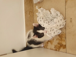Katzenbaby abzugeben 
