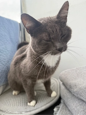 Liebevolle Katze sucht neues Zuhause   