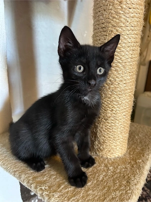 Katzenbabys Kitten Kater 