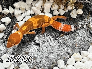 0.1 Inferno Blood x Red Diamond het. Eclipse NZ26 Leopardgecko - Eublepharis macularius Weibchen