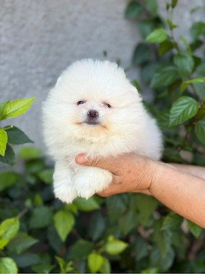 Pomeranian boo