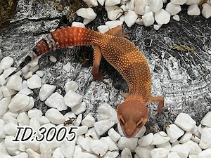 0.4 Inferno Blood x Red Diamond het. Eclipse NZ26 Leopardgecko - Eublepharis macularius Weibchen