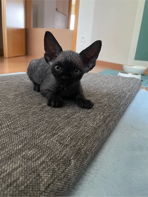 Kitten Katze Devon Rex Sphynx Bild 8