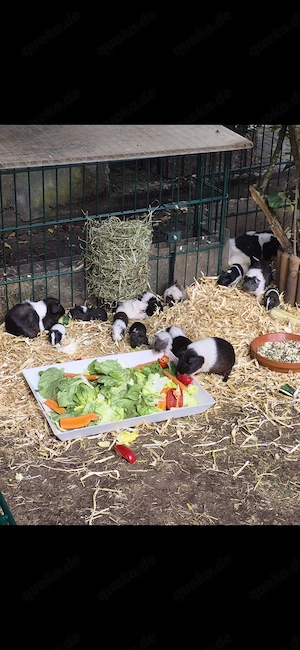 Schöne junge Meerschweinchen aus Hobbyzucht  12 Wochen alt
