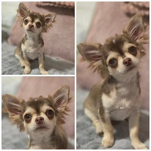 Chihuahua Rüde in Schoko Husky Langhaar 