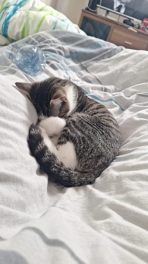 Katze abzugeben 