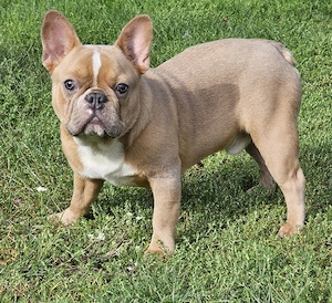 französische Bulldogge Rüde