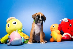 Duitse boxerpuppy's