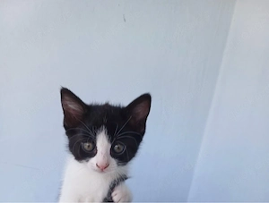 3 versciedene katzen 