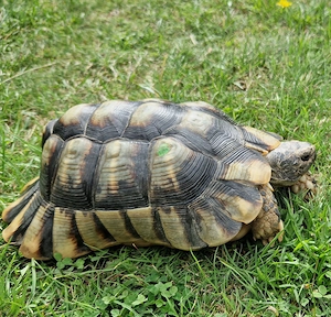 Breitrandschildkröte  Männchen  v0n 2013