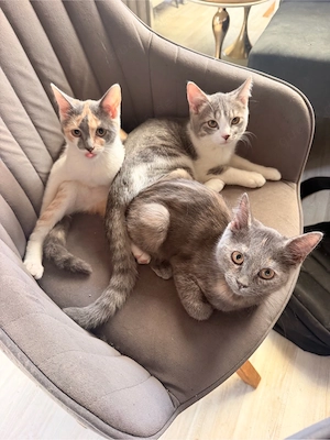 Wunderschöne BKH Mix Kitten 