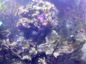 Lebendes Gestein Meerwasser Aquarium 