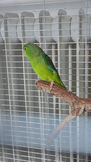 Sperlingspapagei 