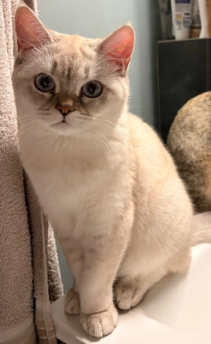 Liebe Britisch Kurzhaar Katze 6 Monate