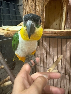 Grünzügelpapgei 
