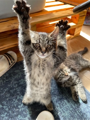 Zwei Katzenkinder suchen ein neues Zuhause!