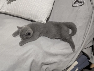 British kurzhaar kitten 