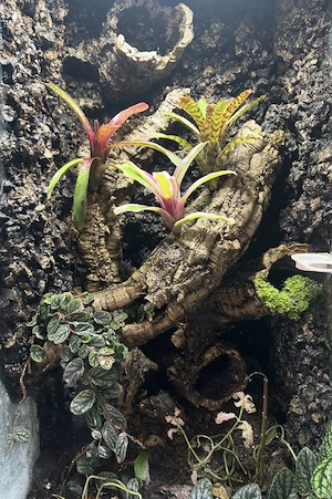 Höckerkopfgecko   Rhacodactylus auriculatus. Bild 2