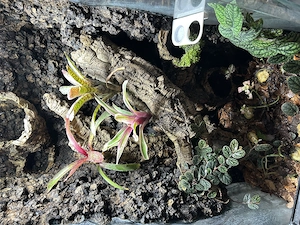 Höckerkopfgecko   Rhacodactylus auriculatus. Bild 5