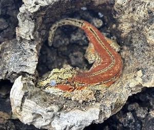 Höckerkopfgecko   Rhacodactylus auriculatus.