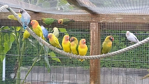 Agaporniden  Rußköpfchen 