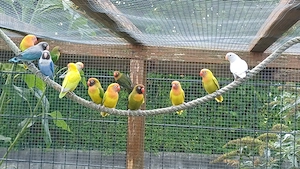 Agaporniden Rußköpfchen 