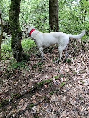 Labrador  Shar Pei Mix weiblich 